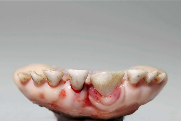 >24 months < 30 months Primary permanent incisor in eruption