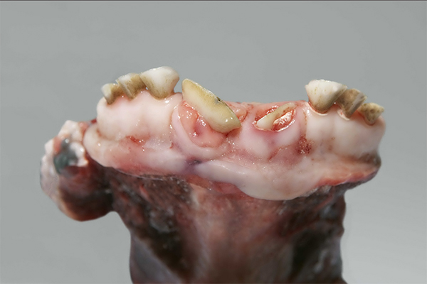 >24 months <30 months Pair of primary permanent incisors in eruption