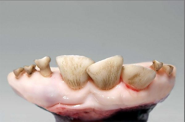 >30 months Three permanent incisors fully erupted
