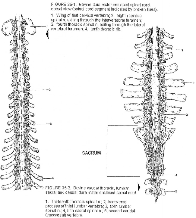 Cattle Vertebral Column, Ruminant. Description follows.