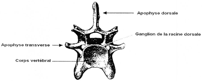 Vertèbre cervicale de bovin. Description ci-dessous.