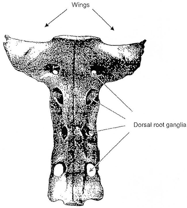 Bovine sacrum, ventral view. Description follows.