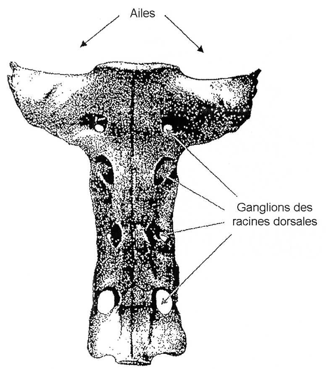 Sacrum de bovin : vue inférieure. Description ci-dessous.