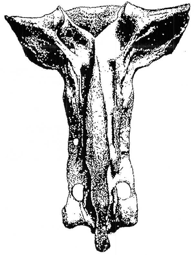 Sacrum de bovin : vue supérieure. Description ci-dessous.