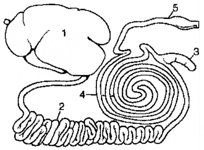 Cattle Gastrointestinal Tract - Description follows