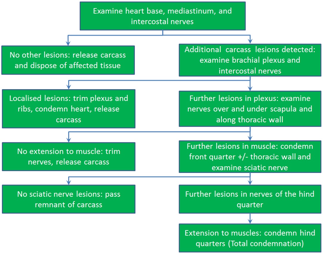 Schwannoma Flow Chart. Description follows.