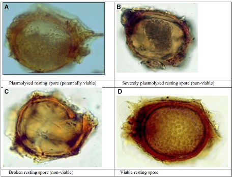 Resting spores. Description follows