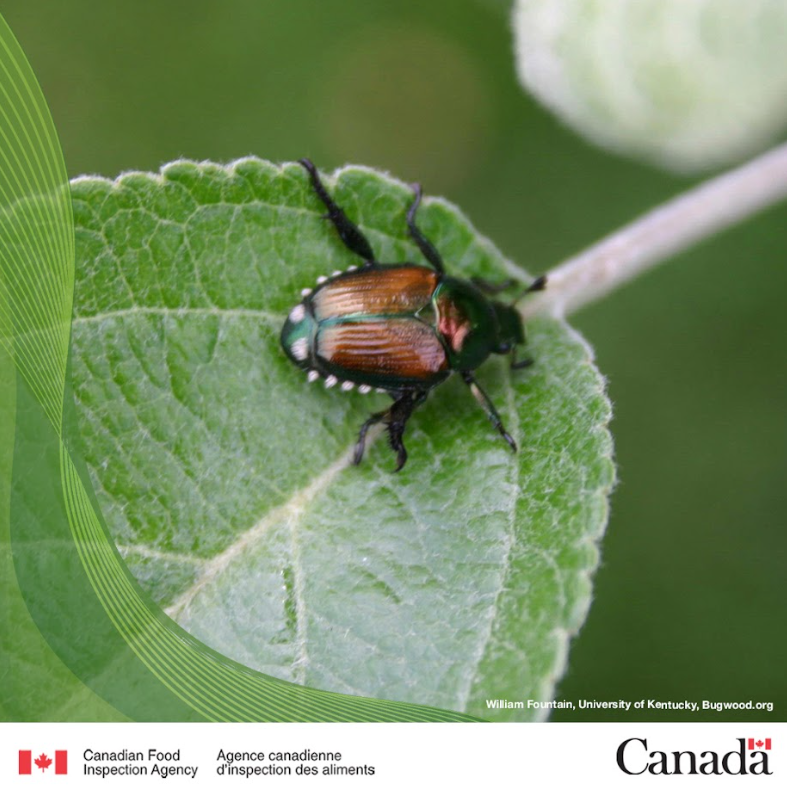 Japanese beetle