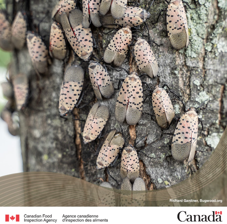Spotted lanternfly