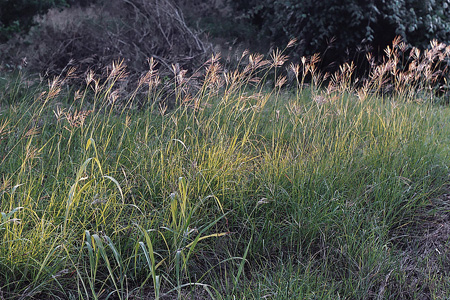 Plants de chiendent à balai