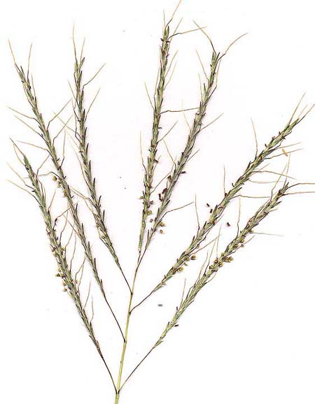Inflorescence du chiendent à balai