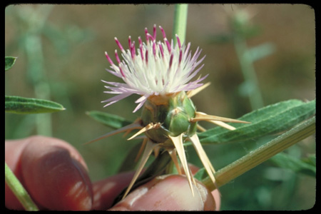 Fleur de Centaurea iberica