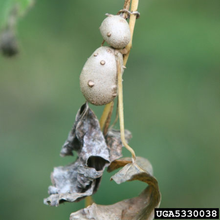 Tubercules aériens de l'igname de Chine