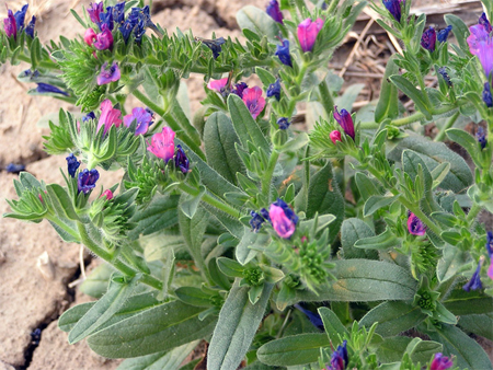 Plant de vipérine à feuilles de plantain