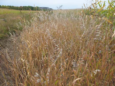 Woolly cup grass infesting the edge of a corn field