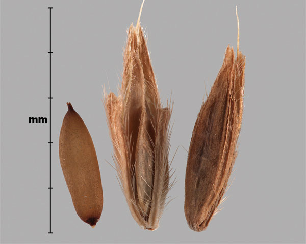 Photo - Japanese stiltgrass (Microstegium vimineum) spikelets and grain
