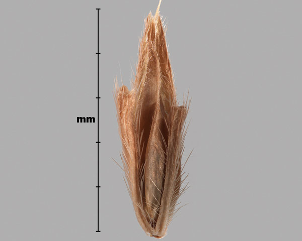 Photo - Japanese stiltgrass (Microstegium vimineum) spikelet