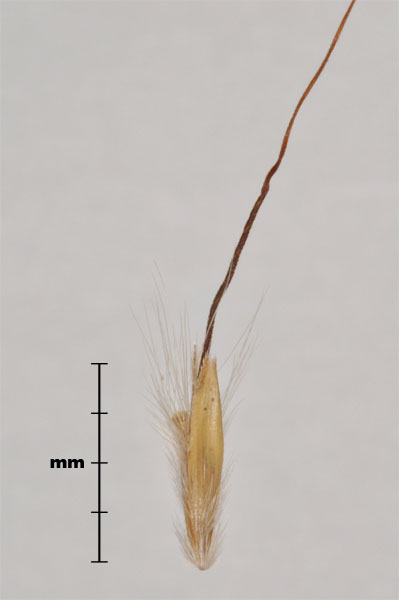 Photo - Yellow bluestem (Bothriochloa ischaemum) spikelet