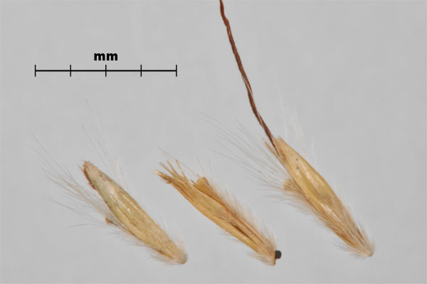 Photo - Yellow bluestem (Bothriochloa ischaemum) spikelets