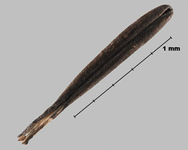 Espèce semblable : Cerfeuil cultivé (Anthriscus cerefolium) méricarpe