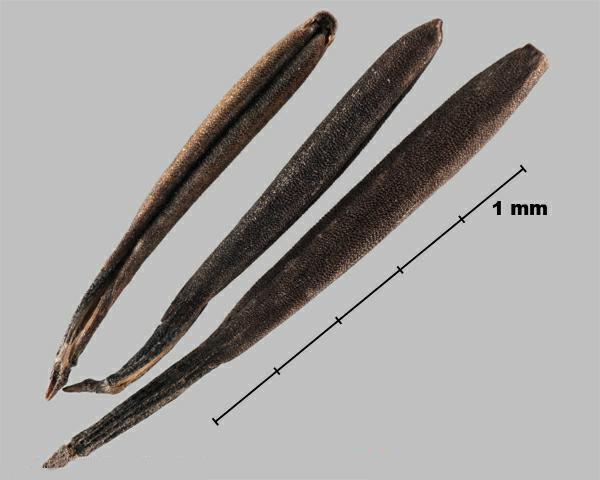 Espèce semblable : Cerfeuil cultivé (Anthriscus cerefolium) méricarpes