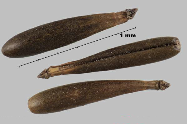 Anthrisque des bois (Anthriscus sylvestris) méricarpes
