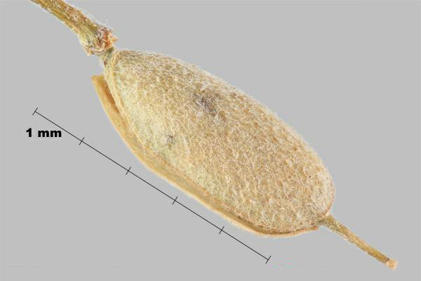 Bertéroa blanc (Berteroa incana) silicule