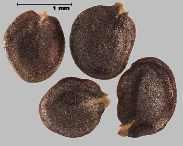 Bertéroa blanc (Berteroa incana) graines