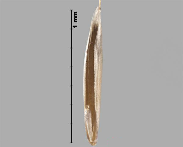 Field brome (Bromus arvensis) floret