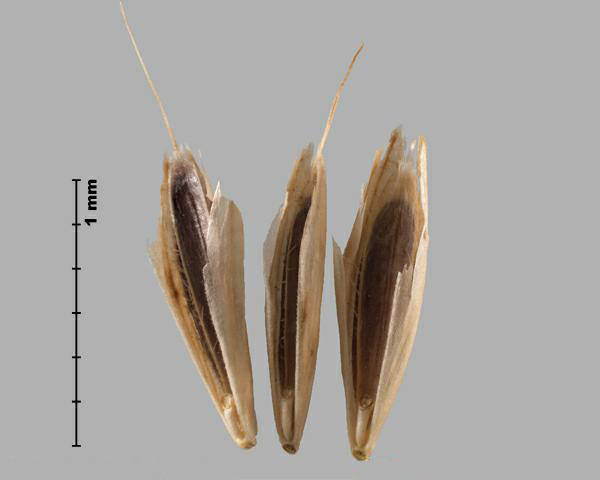Figure 2 - Japanese brome (Bromus japonicus) florets