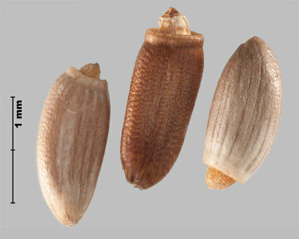 Figure 3 - Chardon épineux (Carduus acanthoides) akènes