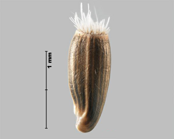 Figure 2 - Squarrose knapweed (Centaurea virgata subsp. squarrosa) achene, side view