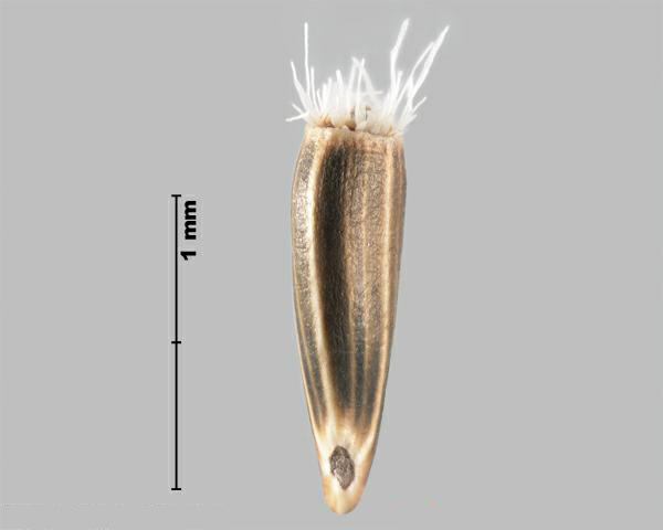 Figure 3 - Squarrose knapweed (Centaurea virgata subsp. squarrosa) achene