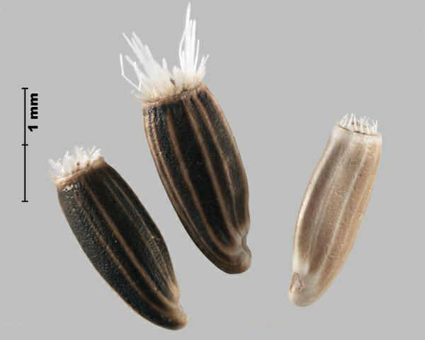 Figure 1 - Squarrose knapweed (Centaurea virgata subsp. squarrosa) achenes