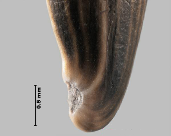 Figure 4 - Squarrose knapweed (Centaurea virgata subsp. squarrosa) achene, basal notch