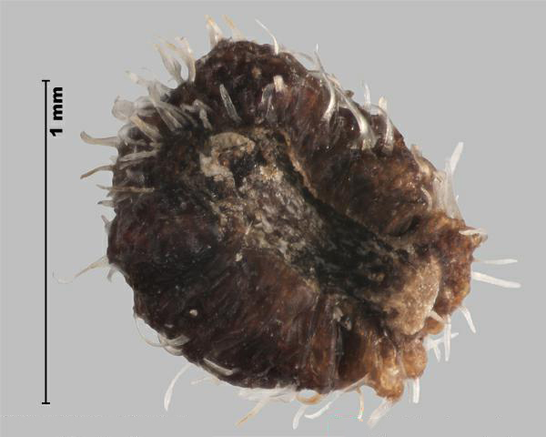 Figure 7 - Espèce semblable : Gaillet boréal (Galium boreale) fruit