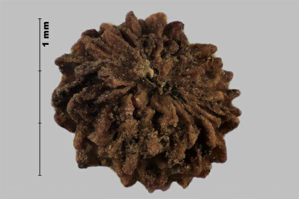 Figure 2 - Warty bedstraw (Galium verrucosum) fruit, inner side