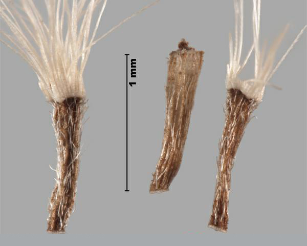 Figure 3 - Inule des fleuves (Inula britannica) les akènes immatures