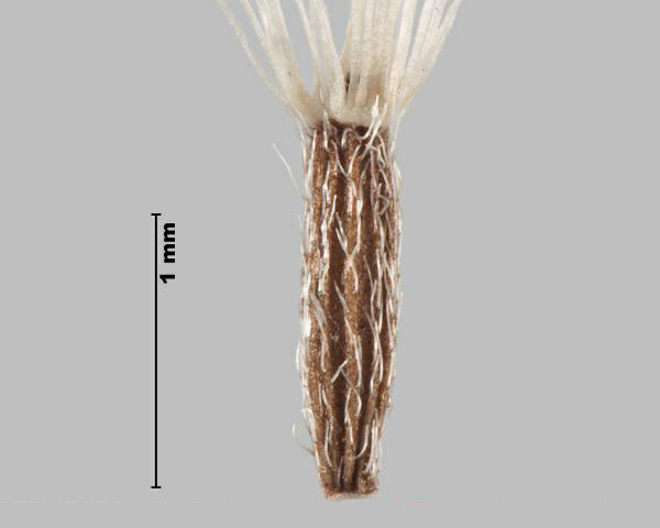 Figure 2- Inule des fleuves (Inula britannica) akène avec pappus