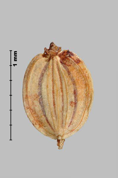 Figure 4 - Panais sauvage (Pastinaca sativa) méricarpe