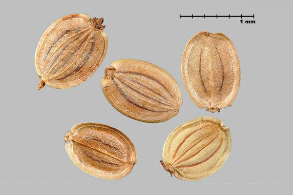 Figure 1 - Panais sauvage (Pastinaca sativa) schizocarpe (Gauche) et méricarpes