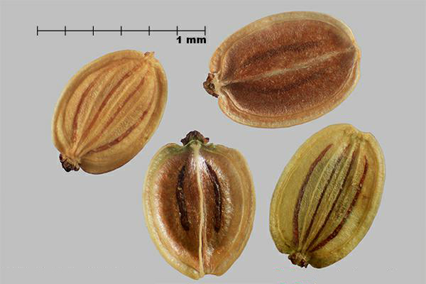 Figure 2 - Panais sauvage (Pastinaca sativa) méricarpes