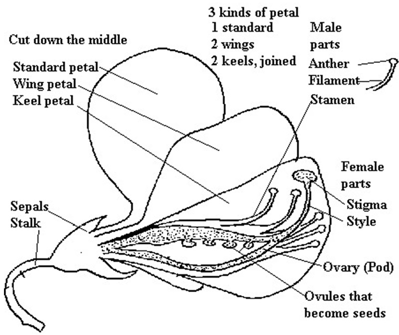 Diagram - legume flower. Description follows.