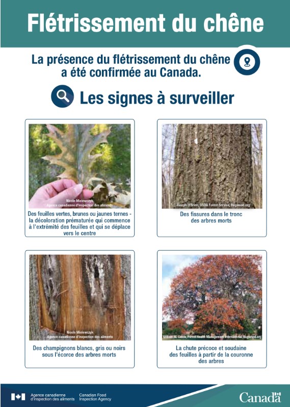 Fiche d'information sur le flétrissement du chêne