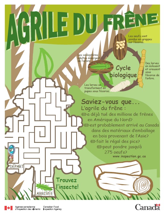 Agrile du frêne : Trouvez l'insecte!