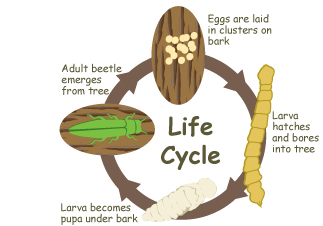 life cycle of emerald ash borer