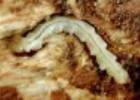 Larva