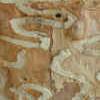 S shaped galleries between the bark and wood caused by larval feeding and D-shaped exit holes  created by adults emerging from the wood