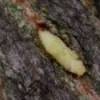 Pupa
