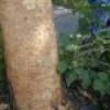 Pattern caused by larvae feeding, sprouts or epicormic shoots